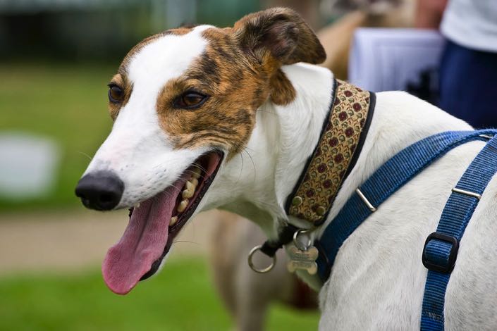 A greyhound at Crayford stadium