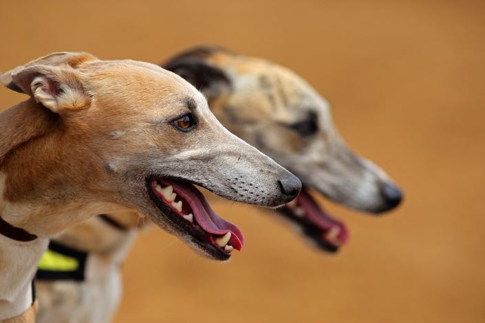 Greyhounds general image