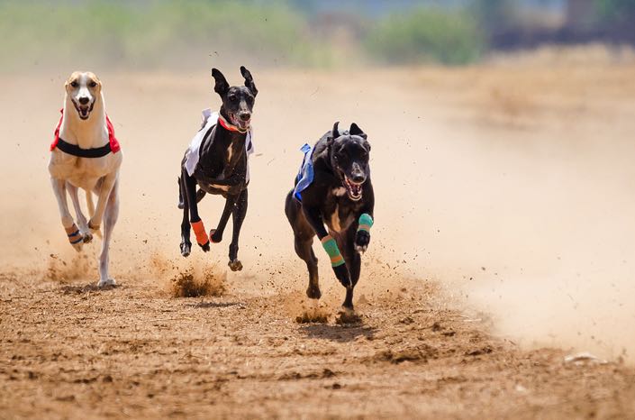 General greyhounds racing