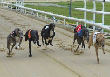 Harlow greyhounds racing