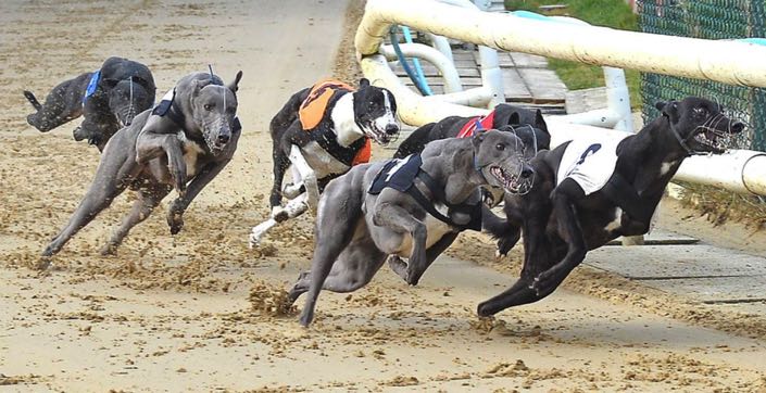 Harlow greyhounds racing in action