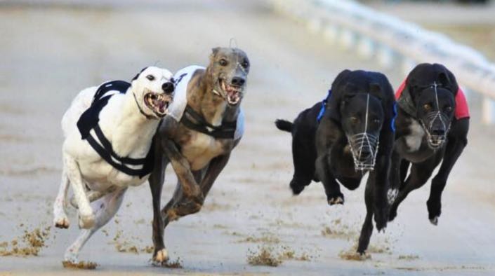 Nottingham Greyhounds running