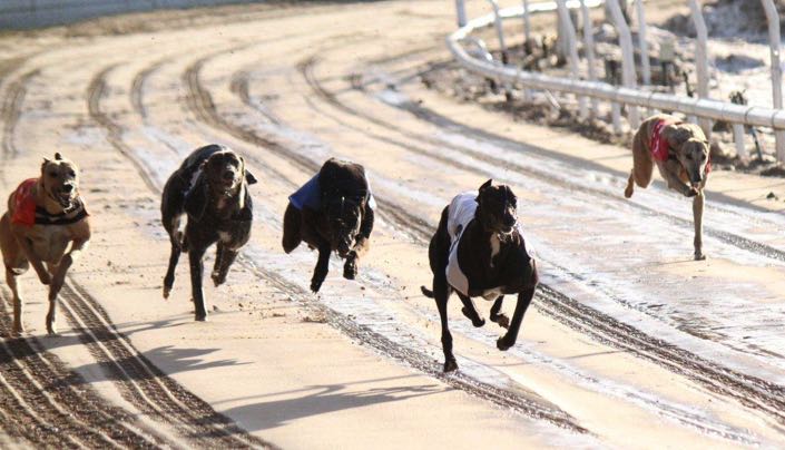 Pelaw Grange greyhounds running