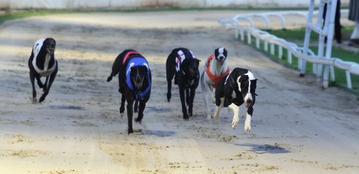 Greyhounds racing at Towcester