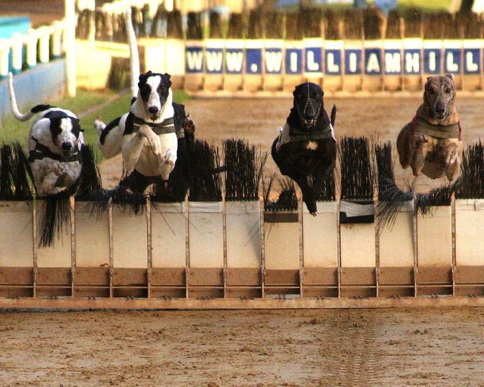 Dog racing Wimbledon Stadium