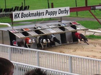 Harold's Cross Puppy Derby